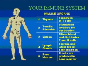 immune-system2